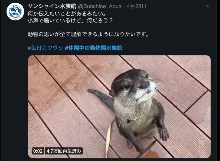 家でも動物に癒される Twitterで動物園 水族館をみてみる ハジカラ