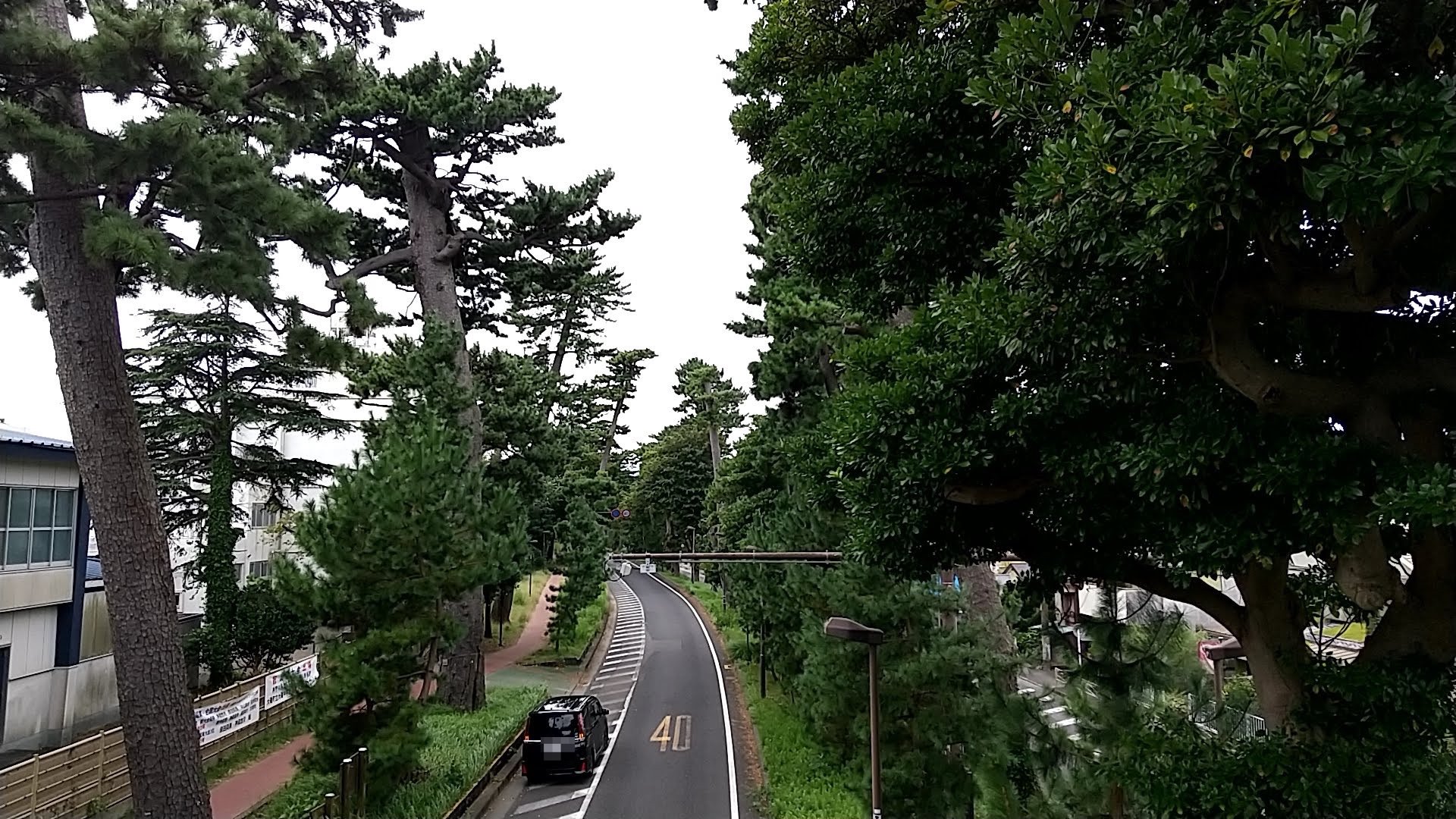 神奈川県大磯町　観光　東海道松並木