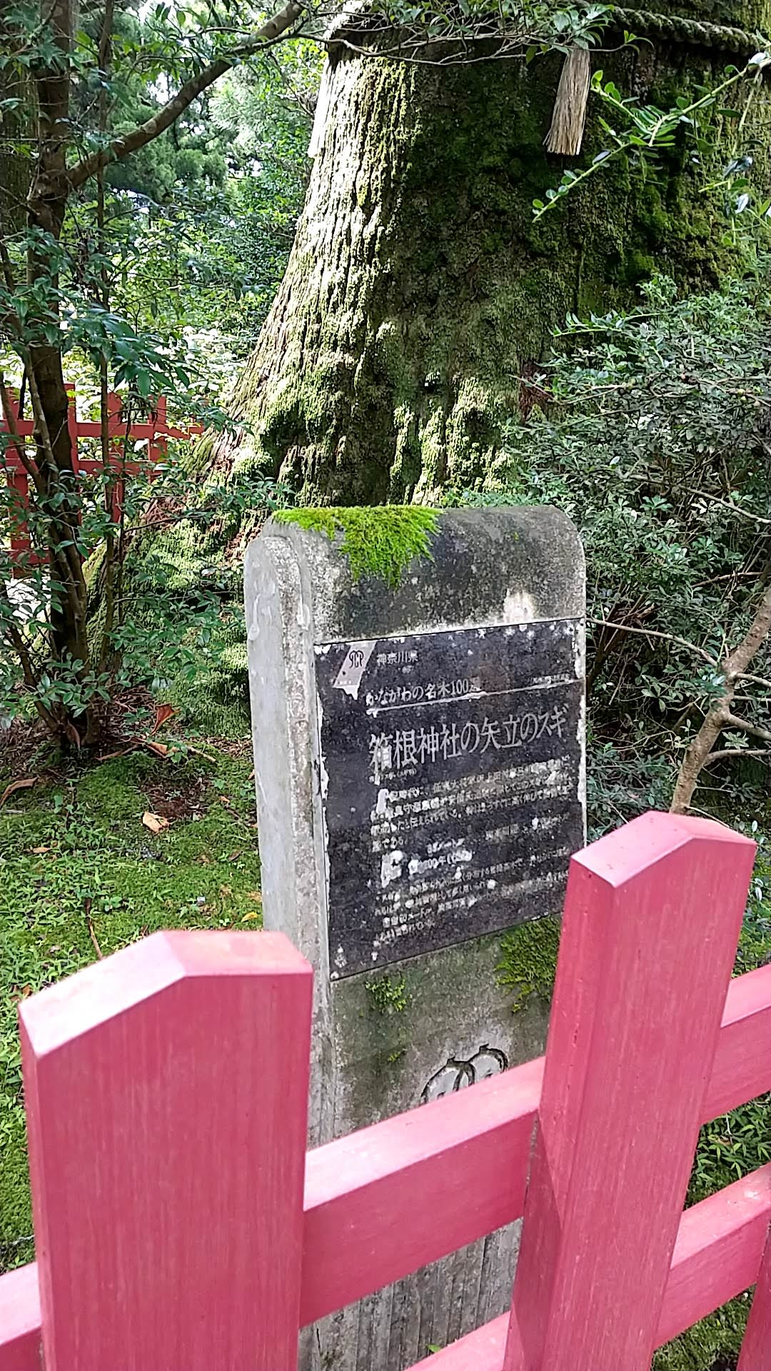箱根神社　矢立のスギ