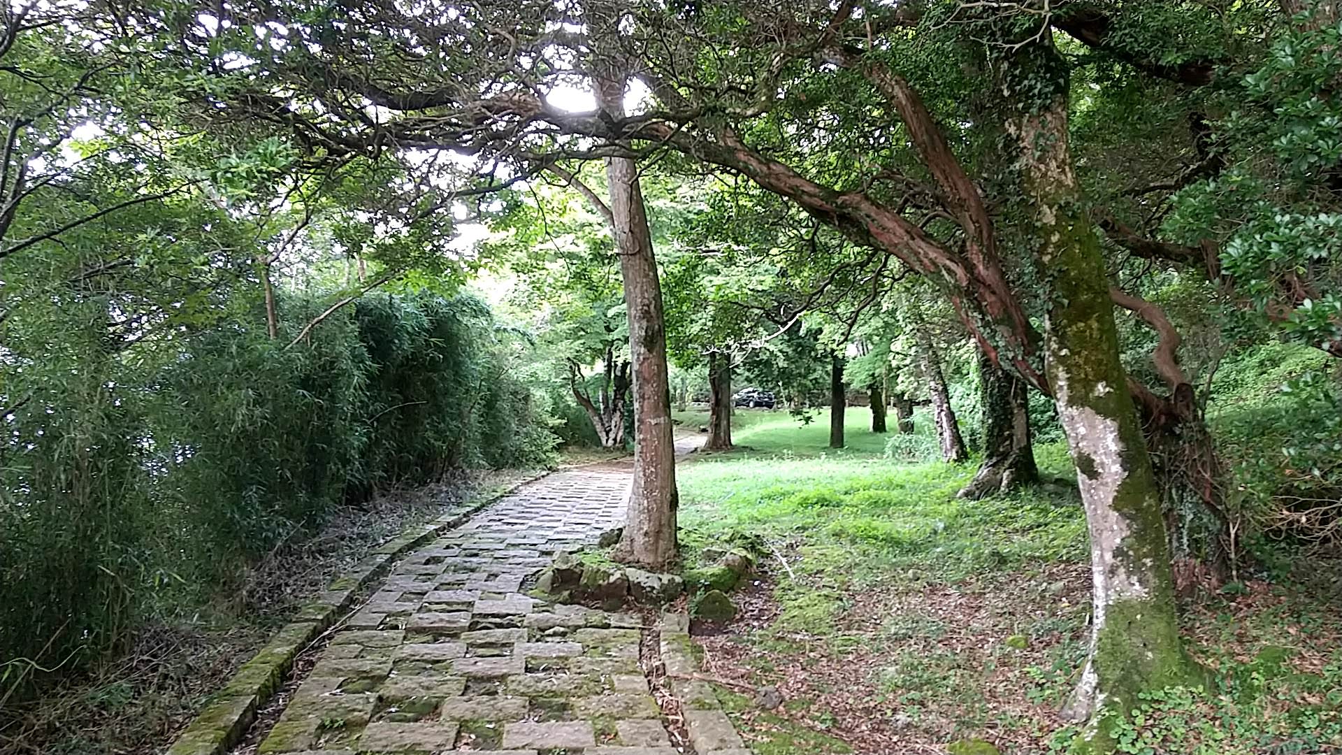 箱根神社　平和の鳥居　周辺