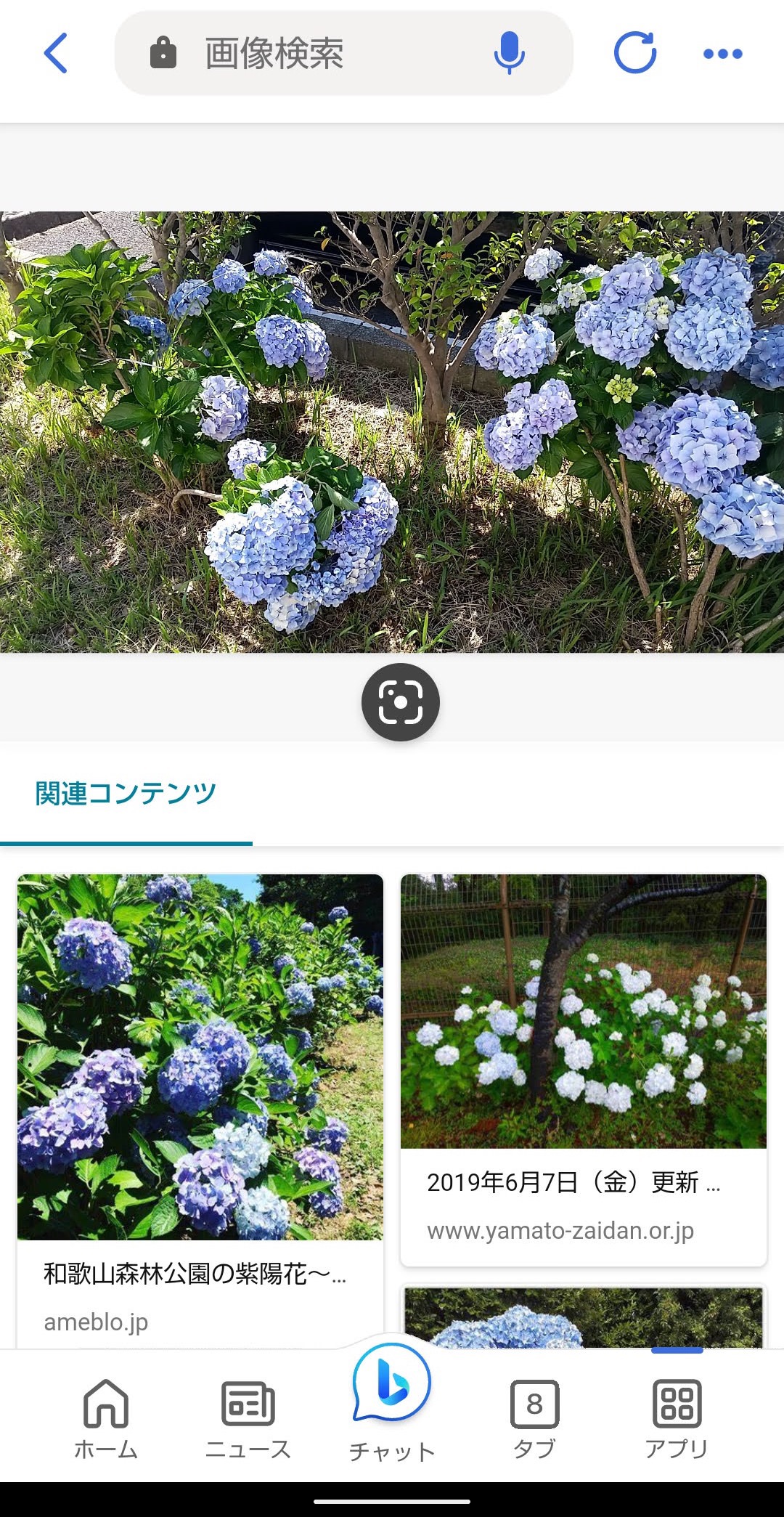 Bing Visual Search　画像検索　花の画像