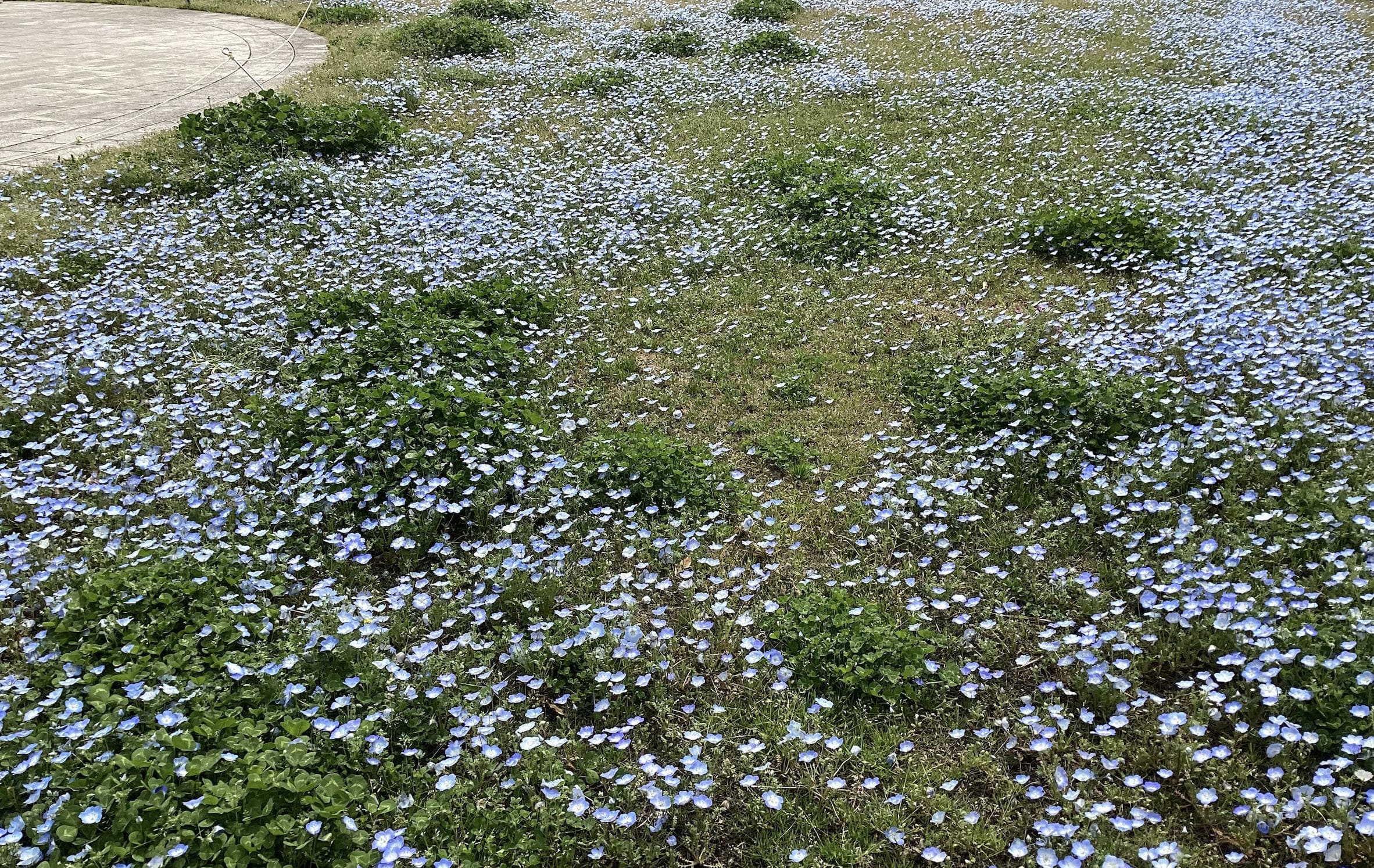 三ツ池公園の桜　ネモフィラ