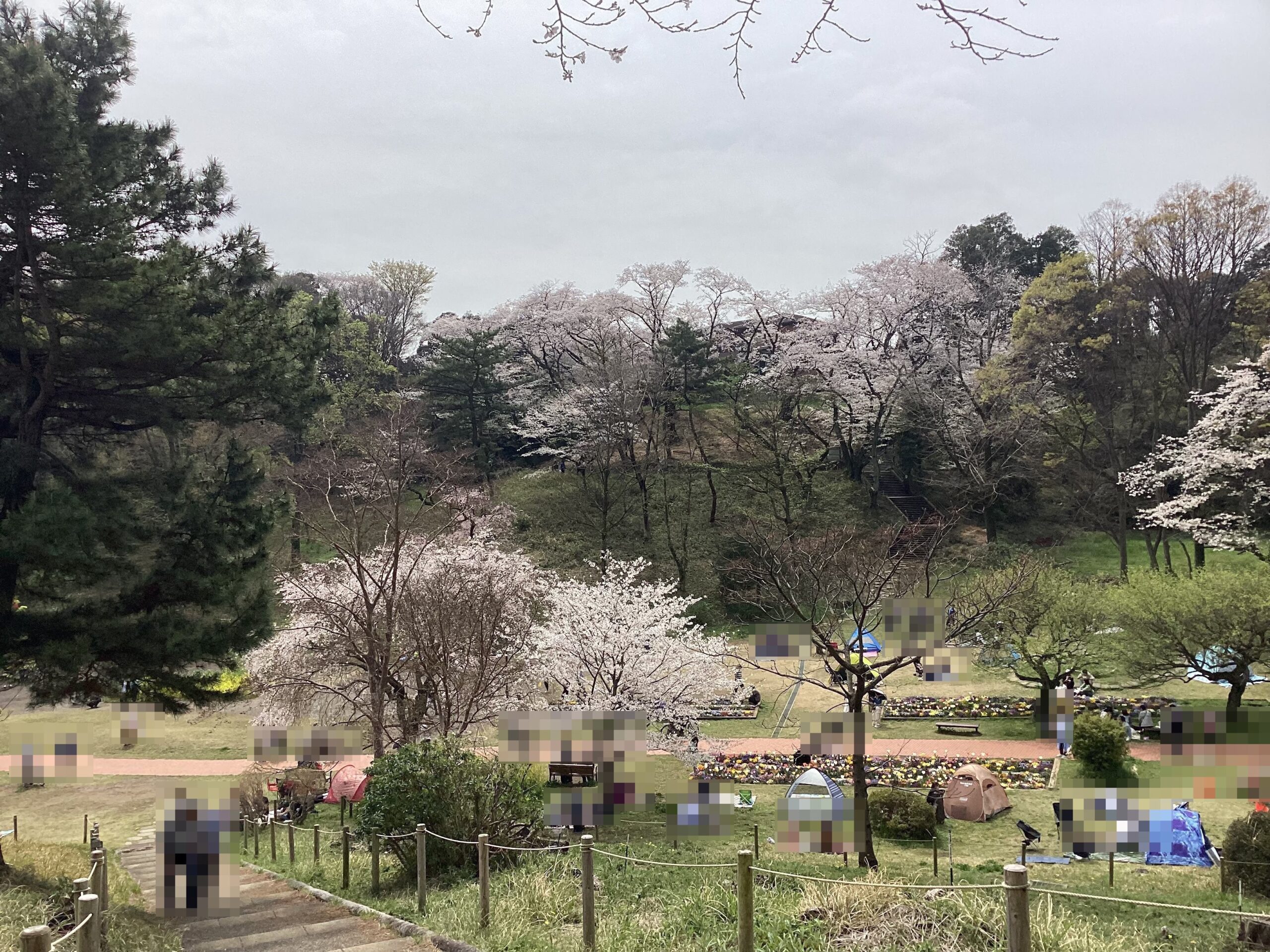 三ツ池公園の桜　花見