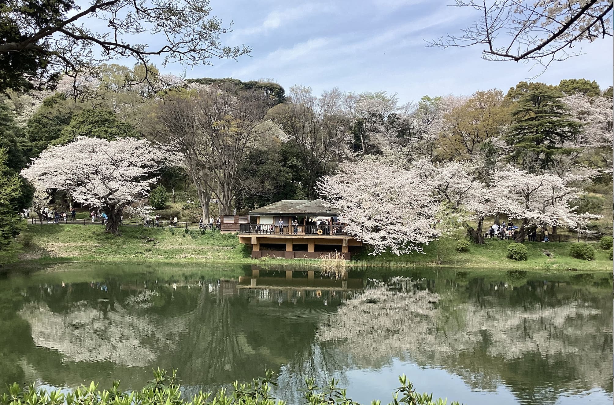 三ツ池公園の桜 下の池