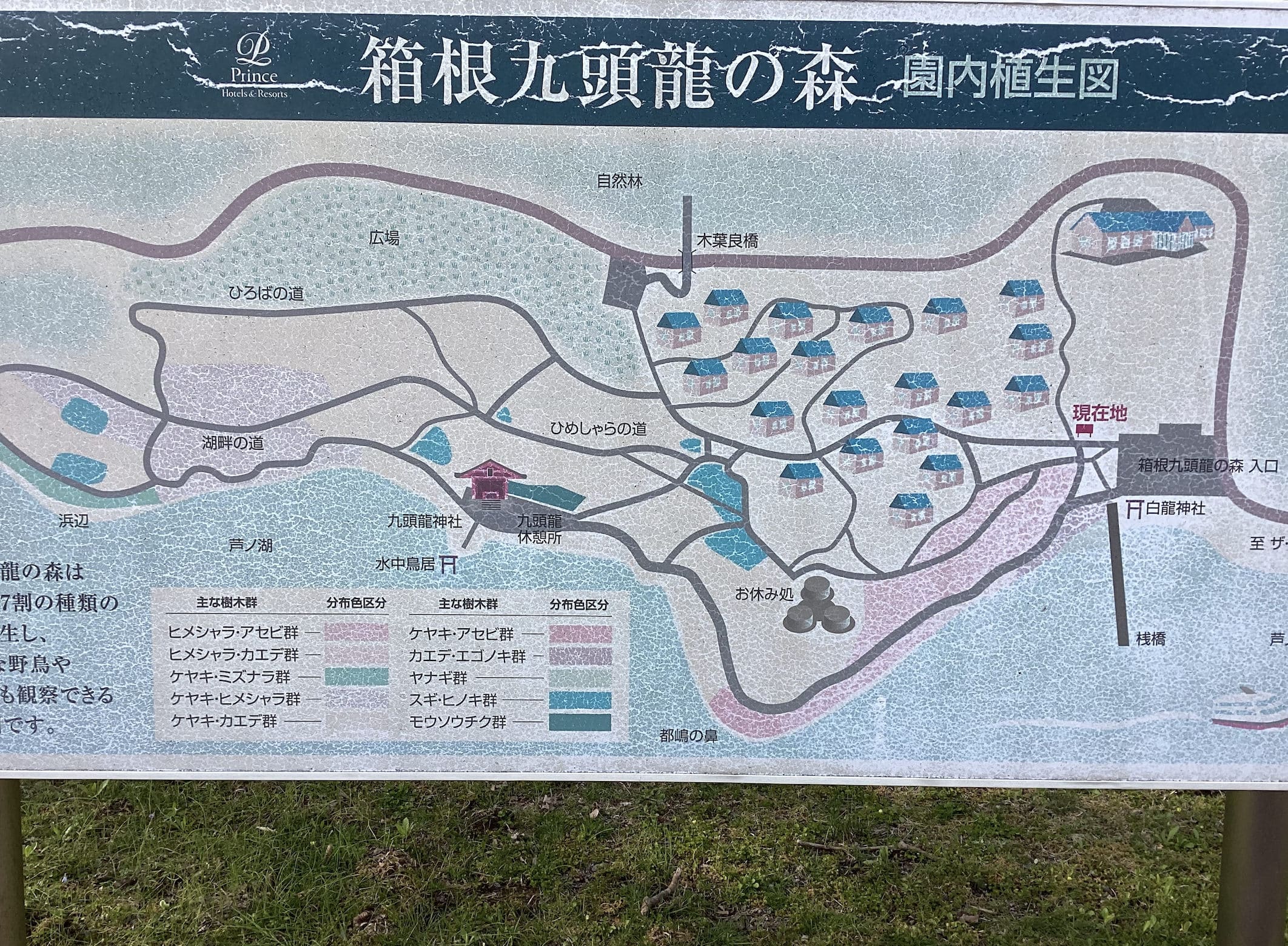 箱根九頭龍の森　セラピーロード　地図