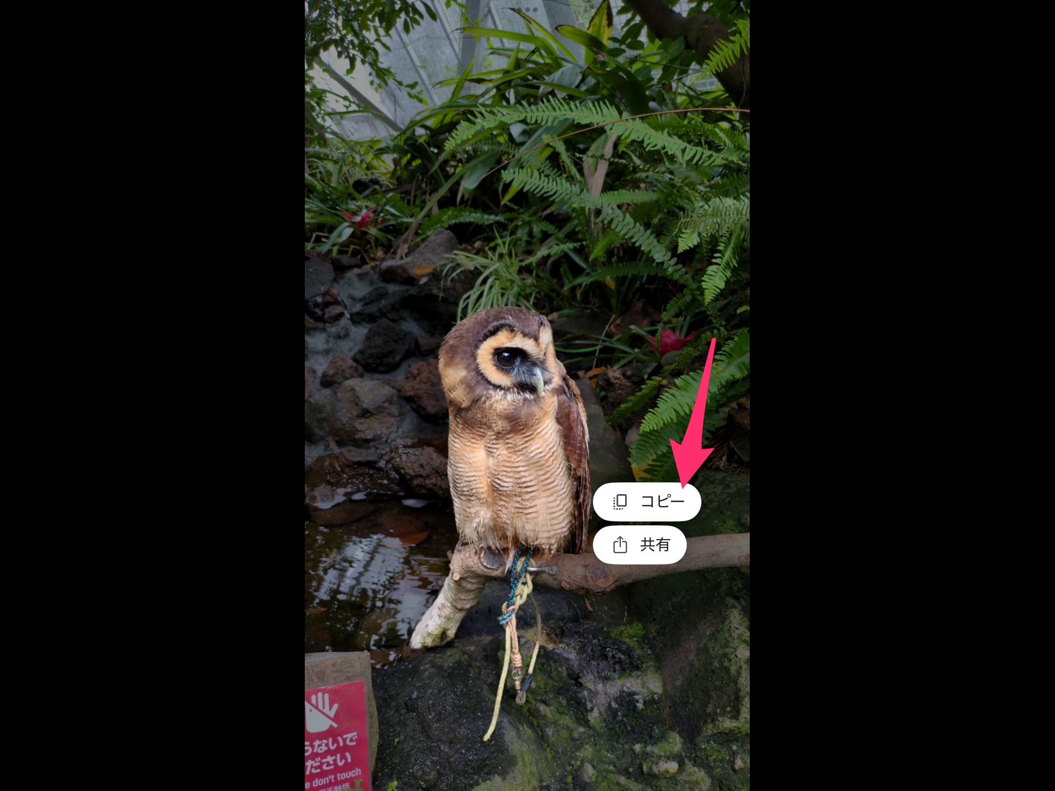iPad版Googleフォト　ステッカー　画像